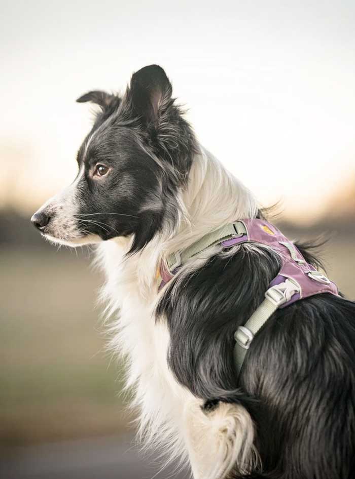 Hundegeschirre entdecken