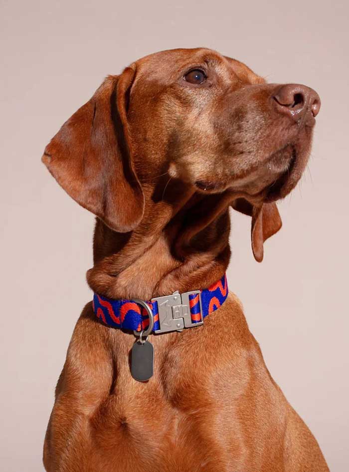 Hundehalsbänder entdecken