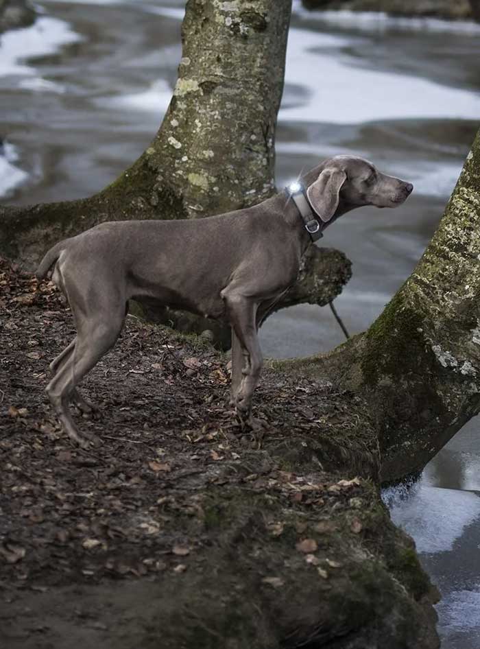 Sicherheits-Zubehör für Hunde entdecken