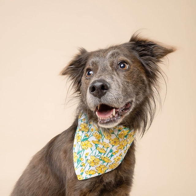 The Paws Bandana, Buttercup Hundehalstücher