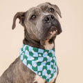 The Paws Bandana, Koa Hundehalstücher