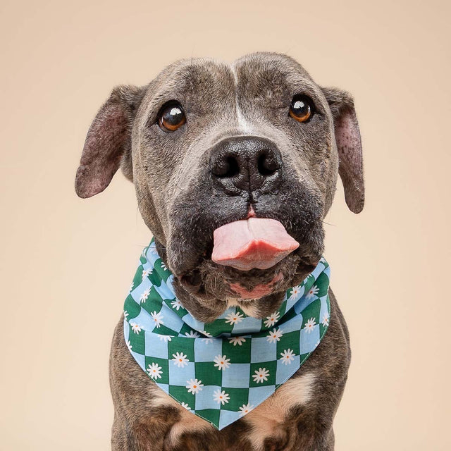 The Paws Bandana, Koa Hundehalstücher