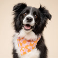 The Paws Bandana, Hula Hundehalstücher
