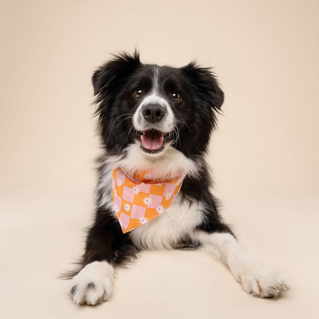 The Paws Bandana, Hula Hundehalstücher