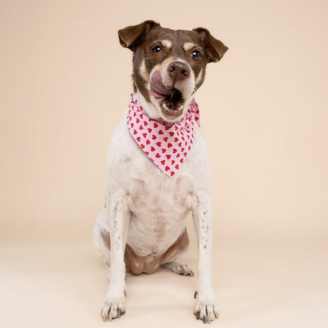 The Paws Bandana, Little Lovesong Hundehalstücher