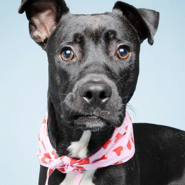 The Paws Bandana, Lovesong Hundehalstücher