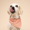 The Paws Bandana, Palm Beach Hundehalstücher