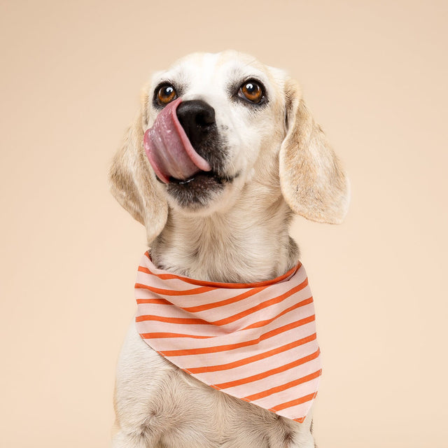 The Paws Bandana, Palm Beach Hundehalstücher