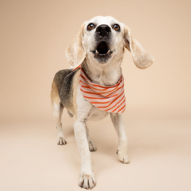 The Paws Bandana, Palm Beach Hundehalstücher