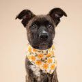 The Paws Bandana, Ringelblumen Hundehalstücher