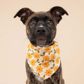 The Paws Bandana, Ringelblumen Hundehalstücher
