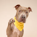The Paws Bandana, Sol Hundehalstücher