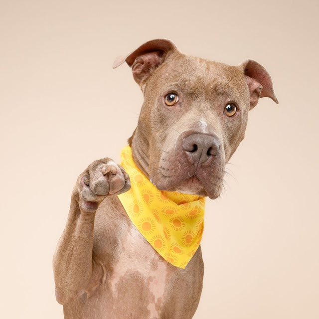 The Paws Bandana, Sol Hundehalstücher