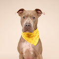 The Paws Bandana, Sol Hundehalstücher