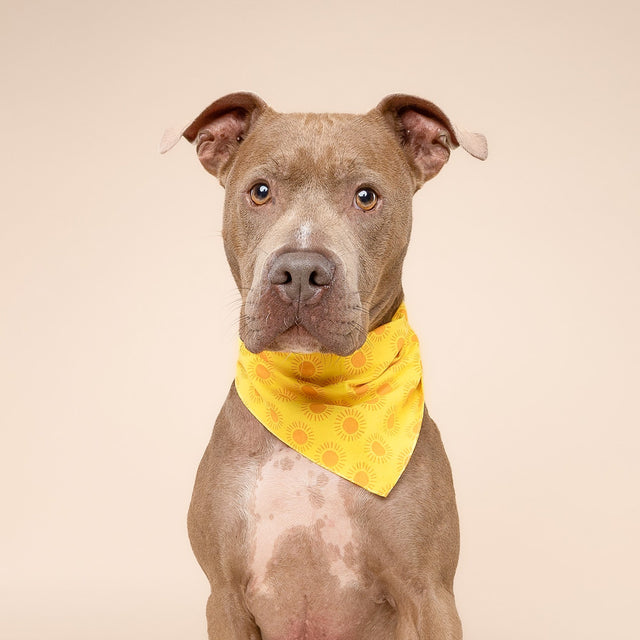 The Paws Bandana, Sol Hundehalstücher