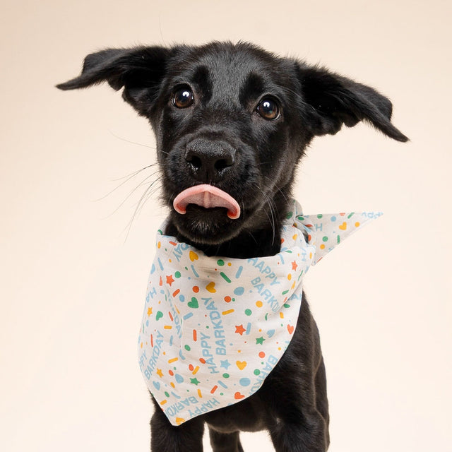 Bandana, Sparkle Pawty Blue