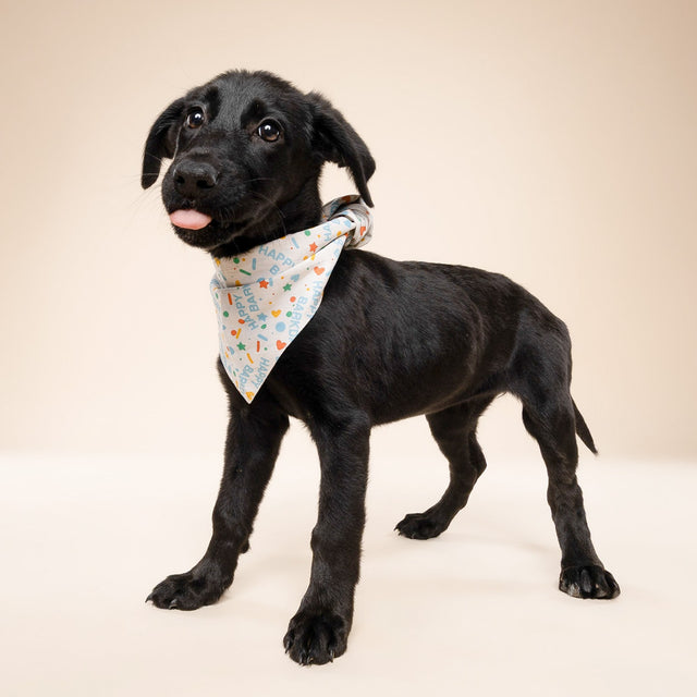 Bandana, Sparkle Pawty Blue