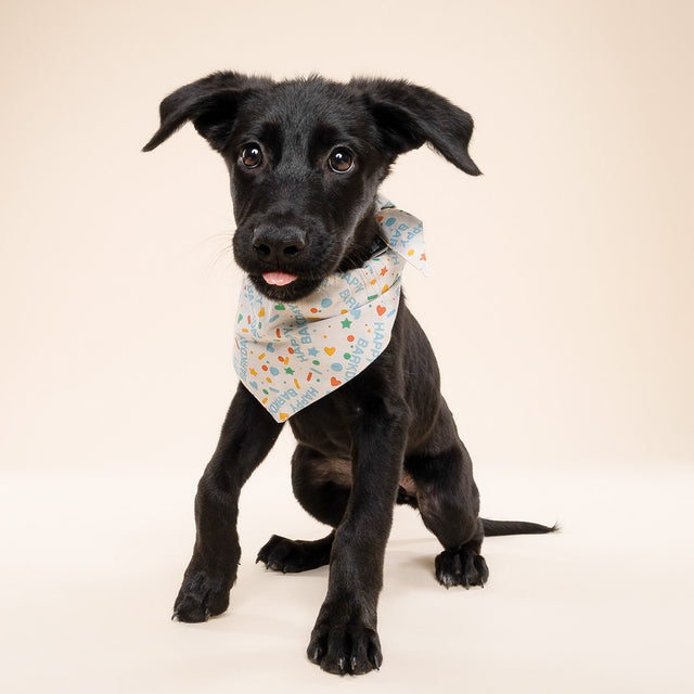 Bandana, Sparkle Pawty Blue