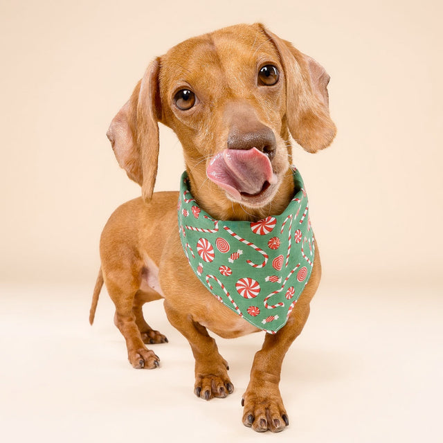 Bandana, Sugar Christmas