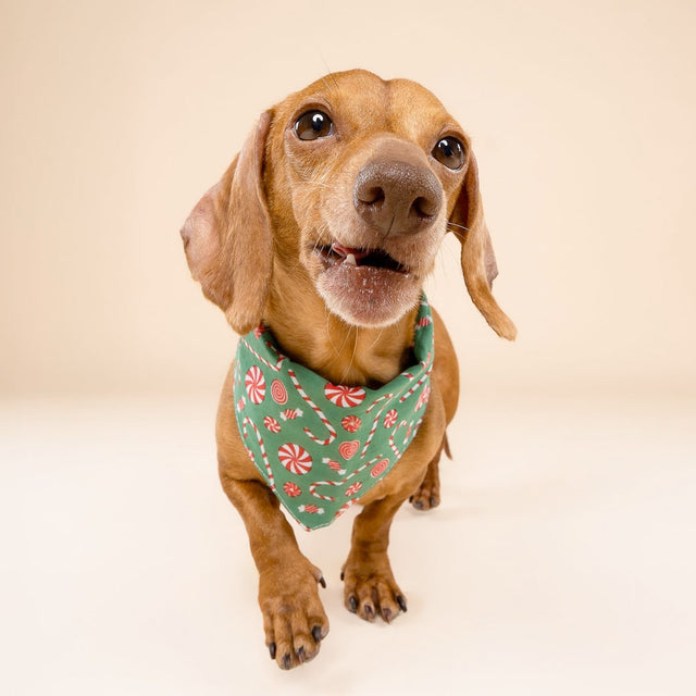 Bandana, Sugar Christmas
