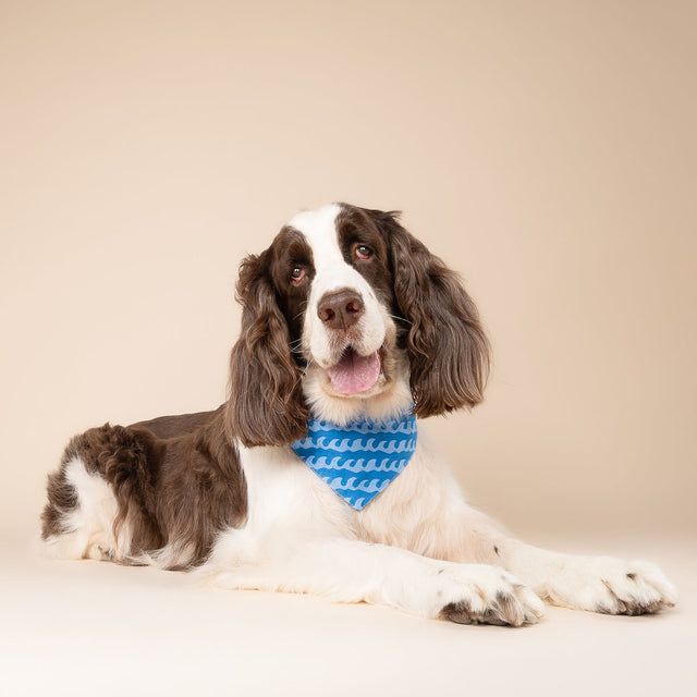 The Paws Bandana, Surf's Up Hundehalstücher