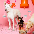 VEGDOG Hundekekse, Birthday Cookies Hundekeks