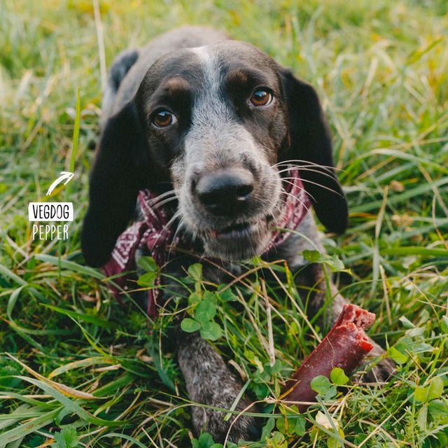 VEGDOG Hundesnack Vegan, Chevvies XL Veggie