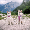 Woolly Wolf Hundegeschirr Alpha 360, Mauve Mix Hundegeschirr