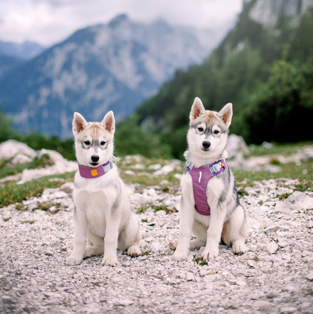 Woolly Wolf Hundegeschirr Alpha 360, Mauve Mix Hundegeschirr
