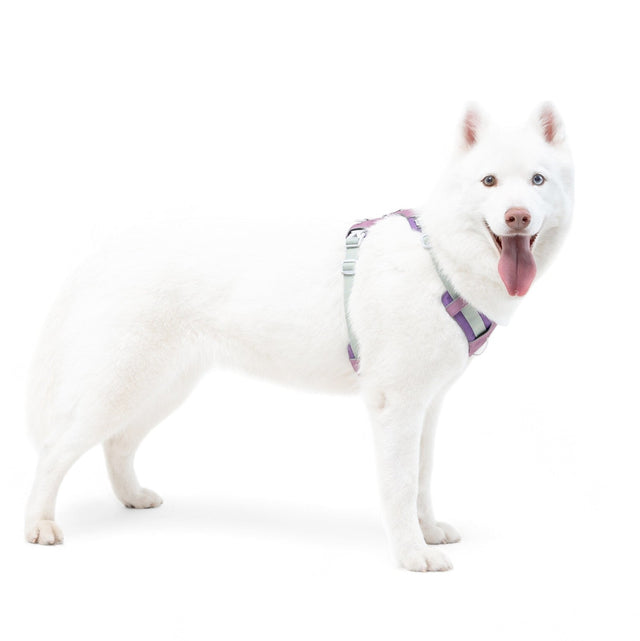 Woolly Wolf Hundegeschirr Alpha 360, Mauve Mix Hundegeschirr