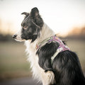 Woolly Wolf Hundegeschirr Alpha 360, Mauve Mix Hundegeschirr