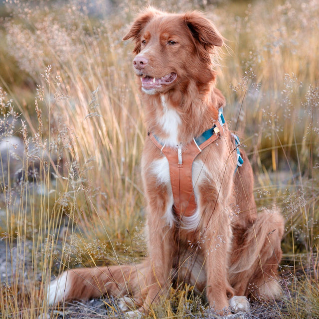 Woolly Wolf Hundegeschirr Alpha 360, Terracotta Mix Hundegeschirr
