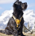 Woolly Wolf Hundegeschirr, Cloudbeam Hundegeschirr