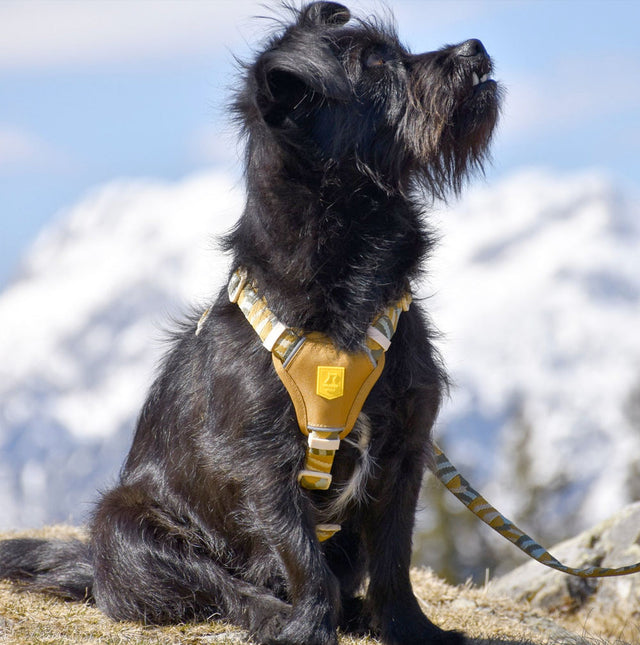 Woolly Wolf Hundegeschirr, Cloudbeam Hundegeschirr