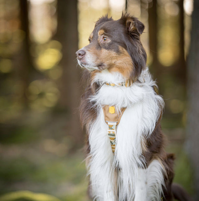 Woolly Wolf Hundegeschirr, Cloudbeam Hundegeschirr