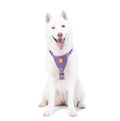 Woolly Wolf Hundegeschirr, Northern Lights Hundegeschirr