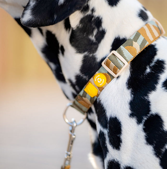 Woolly Wolf Hundehalsband, Cloudbeam Hundehalsband