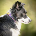 Woolly Wolf Hundehalsband, Northern Lights Hundehalsband
