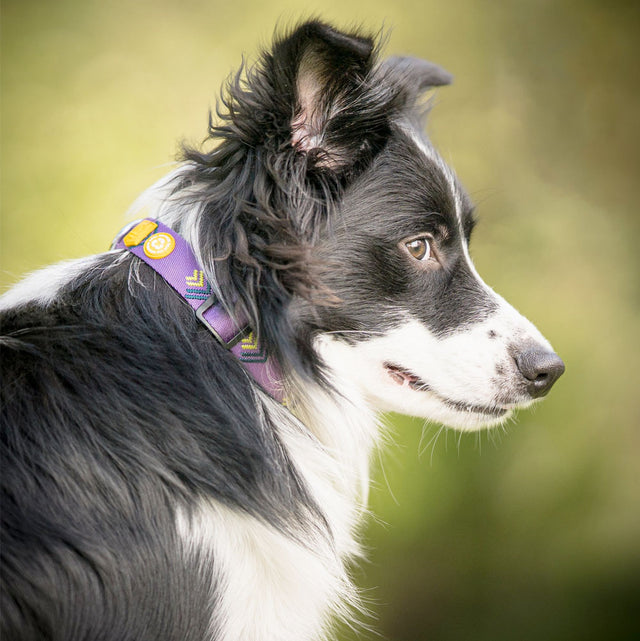Woolly Wolf Hundehalsband, Northern Lights Hundehalsband