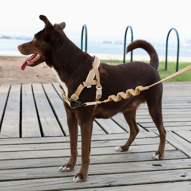 Hundegeschirr | Softer Walk Harness, Dune
