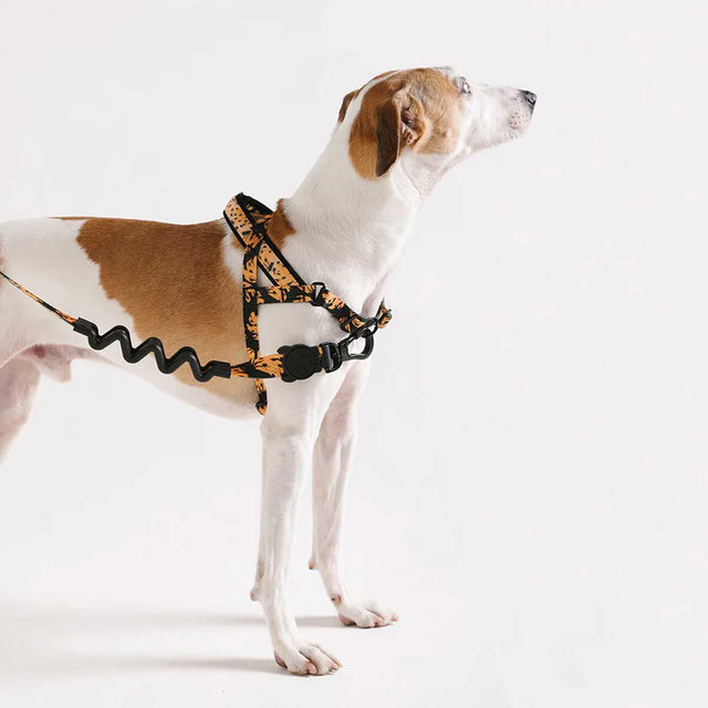 Zee.Dog Hundegeschirr Softer Walk Harness, Bossa Banana Hundegeschirr