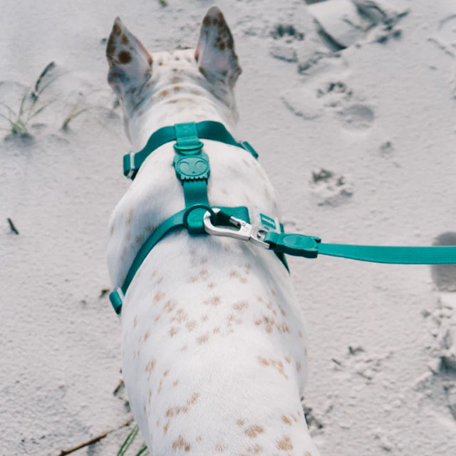 Zee.Dog Hundeleine Neopro, Amazonia Hundeleine