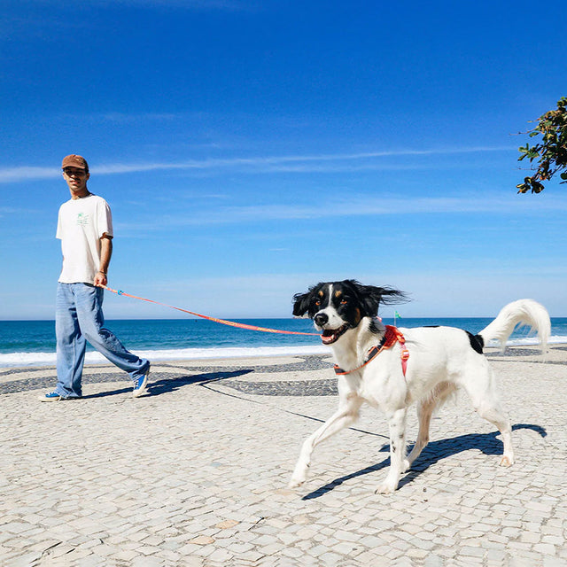 Zee.Dog Hundeleine Long Leash, Bossa Banana Hundeleine