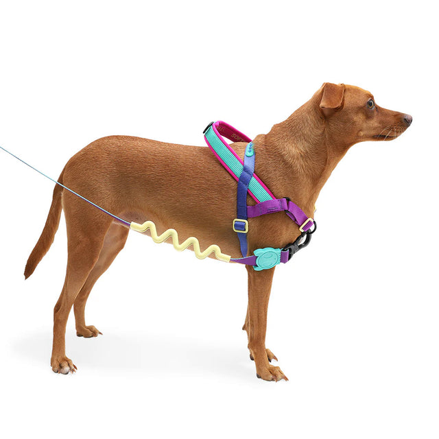 Hundegeschirr | Softer Walk Harness, Shockwave