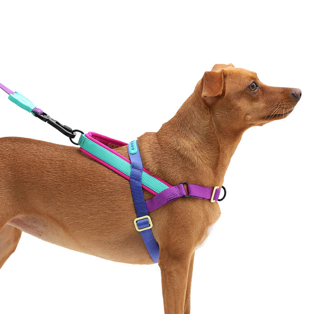 Hundegeschirr | Softer Walk Harness, Shockwave