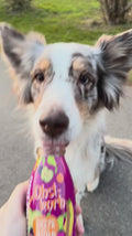 SmoothieDog Hundesmoothie, Obstkorb Hundeleckerli
