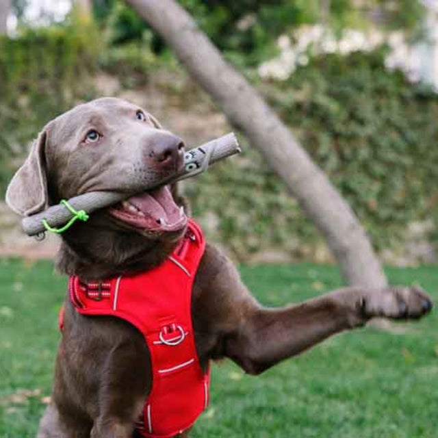 DOOG The Sticks, Twiggy Wurfspielzeug