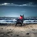 Orbiloc | Orbiloc Dog Dual Safety Light - Hund von Eden