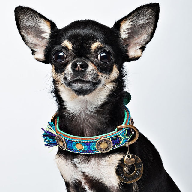 Hundehalsband | Boho Juan