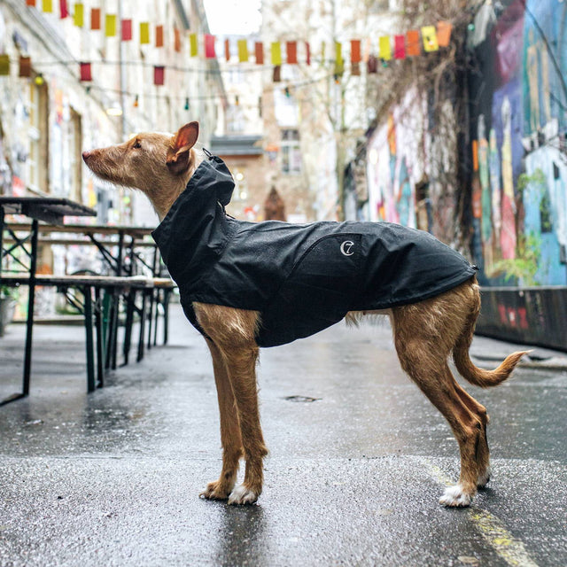 Hunderegenmantel Dublin | Slate